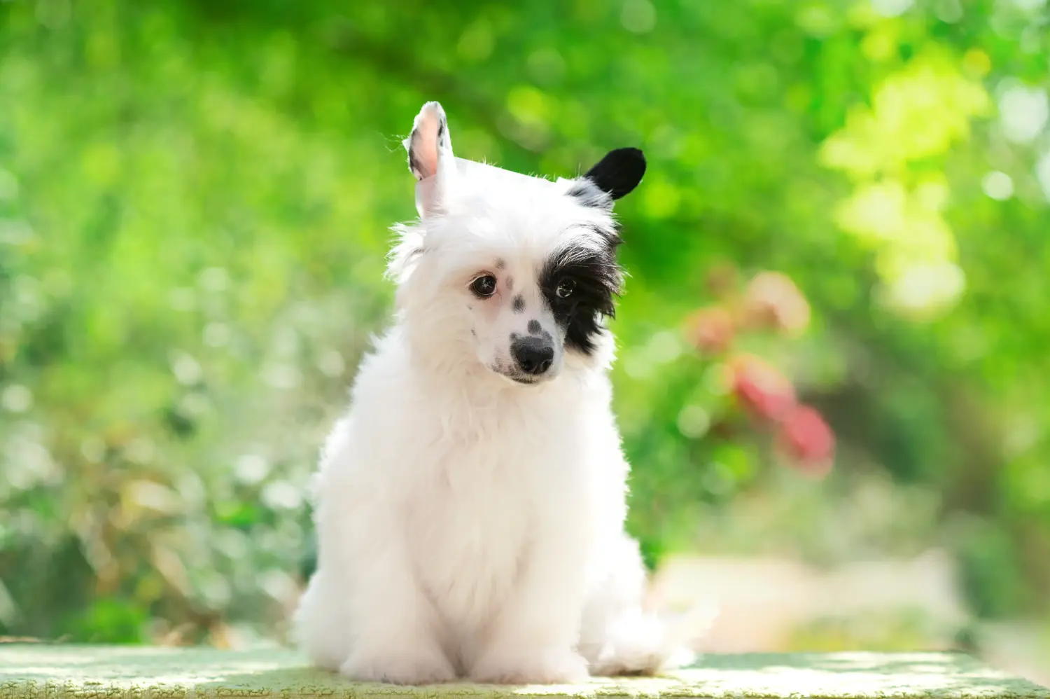 Buying a Chinese Crested Dog puppy means taking responsibility! Buy Chinese Crested Dog puppies.