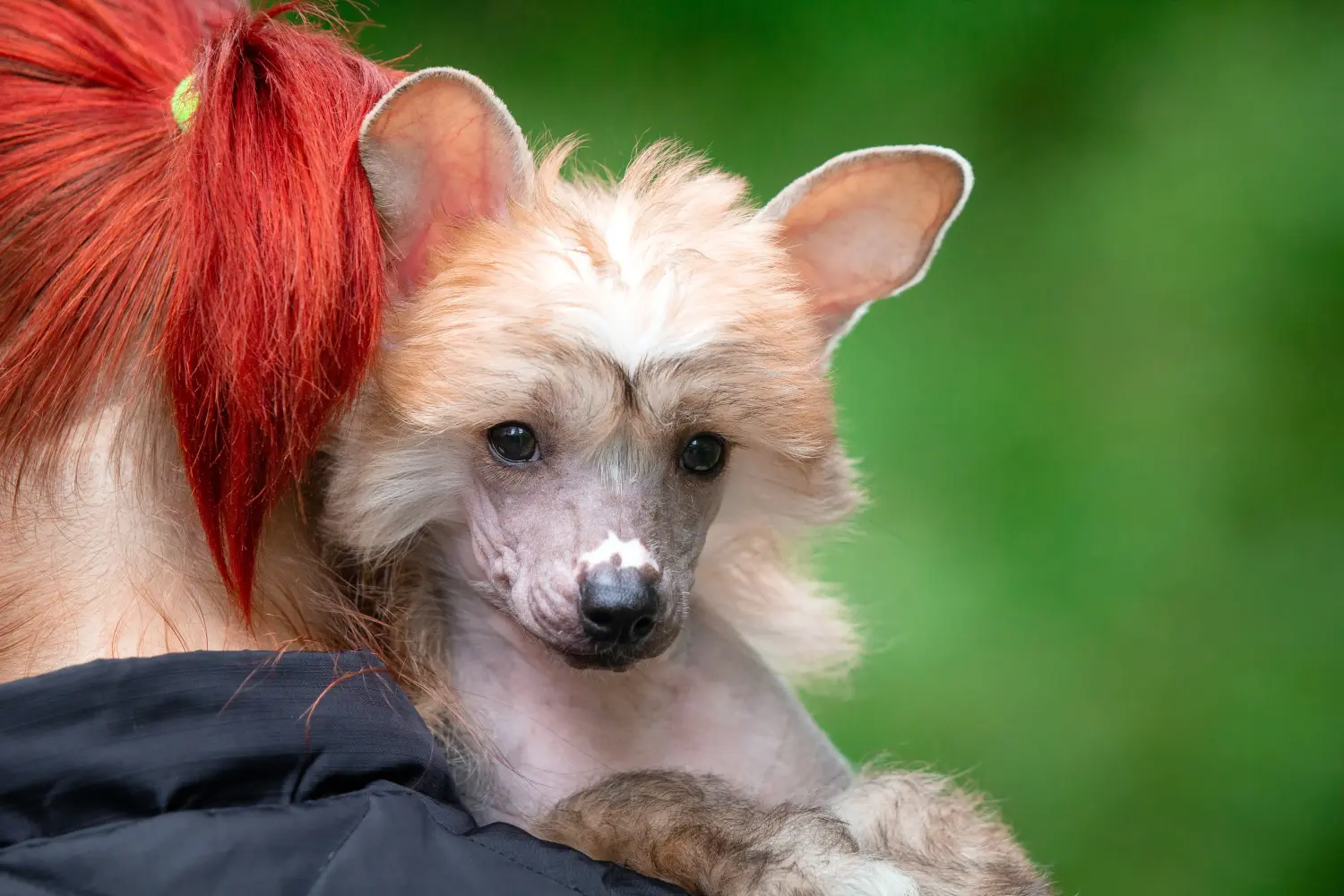 Buying a Chinese Crested Dog puppy means taking responsibility! Buy Chinese Crested Dog puppies.