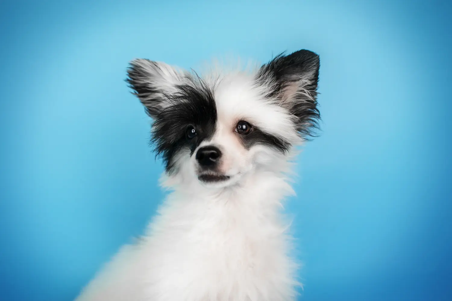 Buying a Chinese Crested Dog puppy means taking responsibility! Buy Chinese Crested Dog puppies.