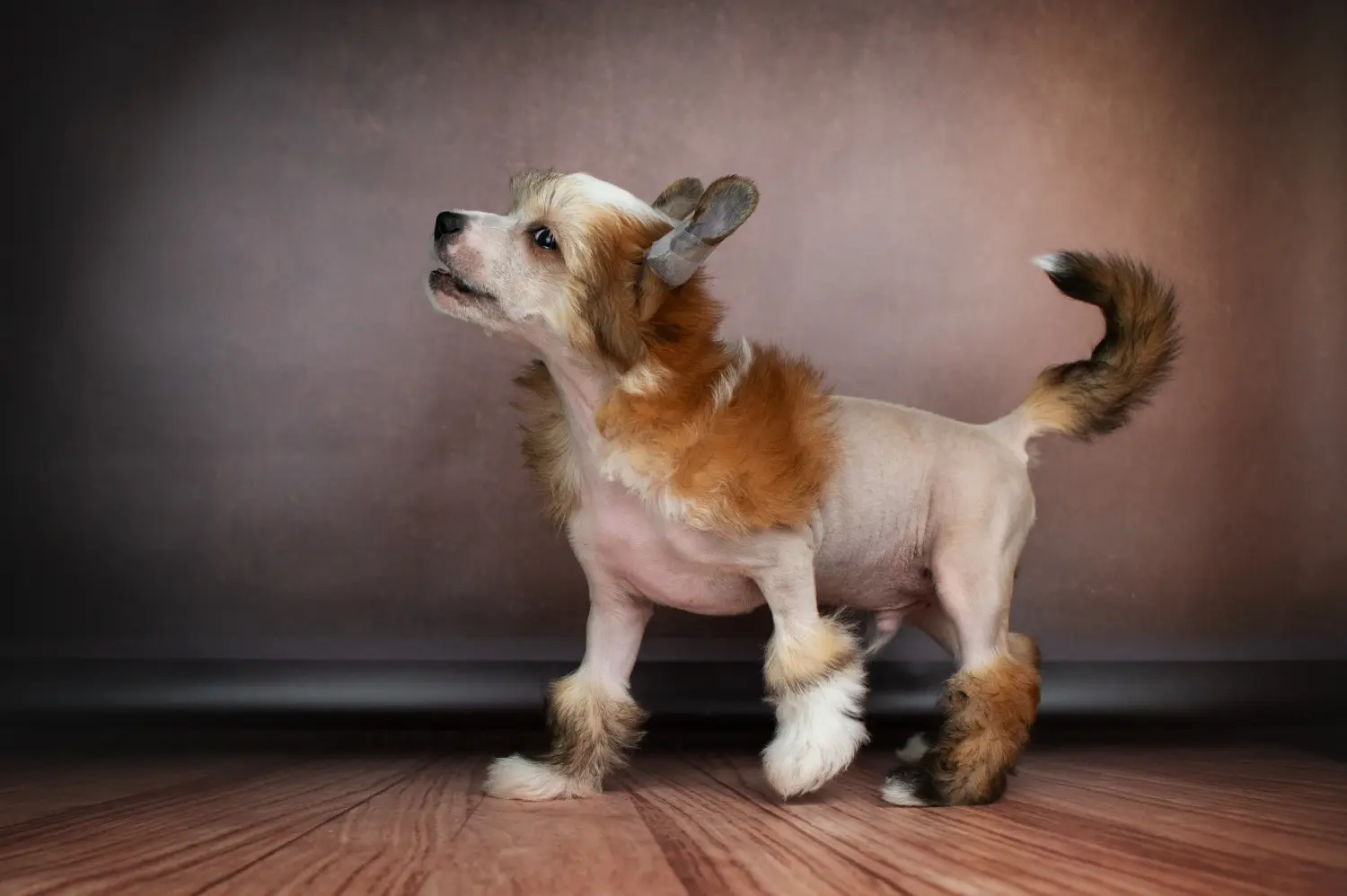 Buying a Chinese Crested Dog puppy means taking responsibility! Buy Chinese Crested Dog puppies.