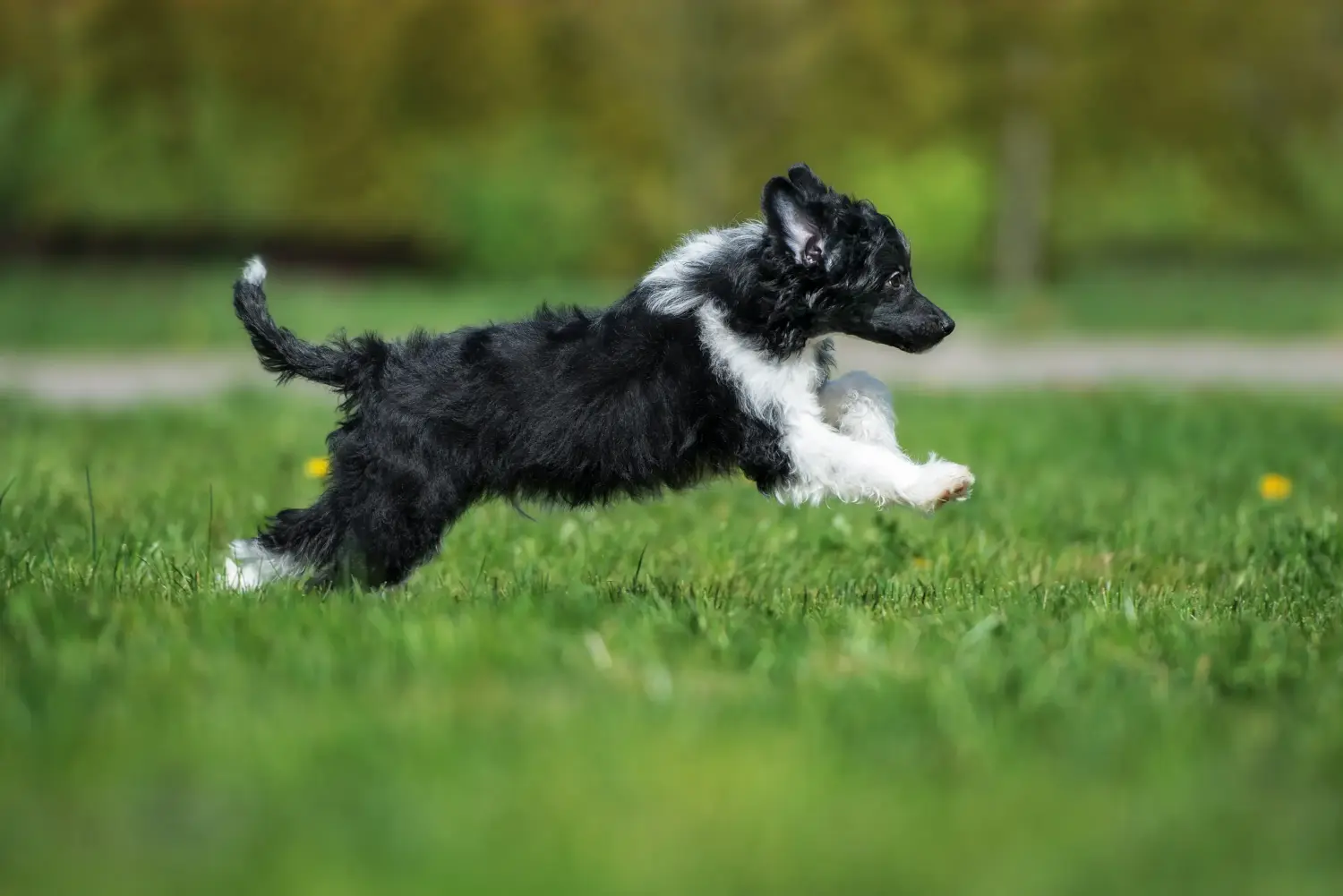 Buying a Chinese Crested Dog puppy means taking responsibility! Buy Chinese Crested Dog puppies.