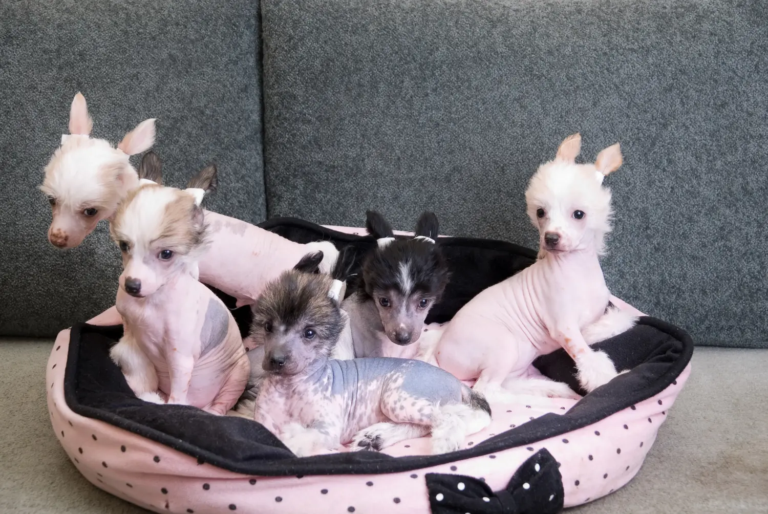Buying a Chinese Crested Dog puppy means taking responsibility! Buy Chinese Crested Dog puppies.