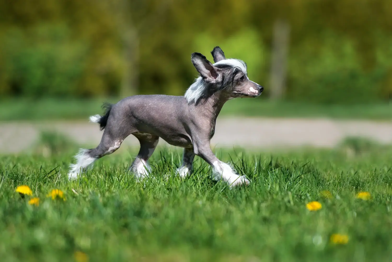 Buying a Chinese Crested Dog puppy means taking responsibility! Buy Chinese Crested Dog puppies.