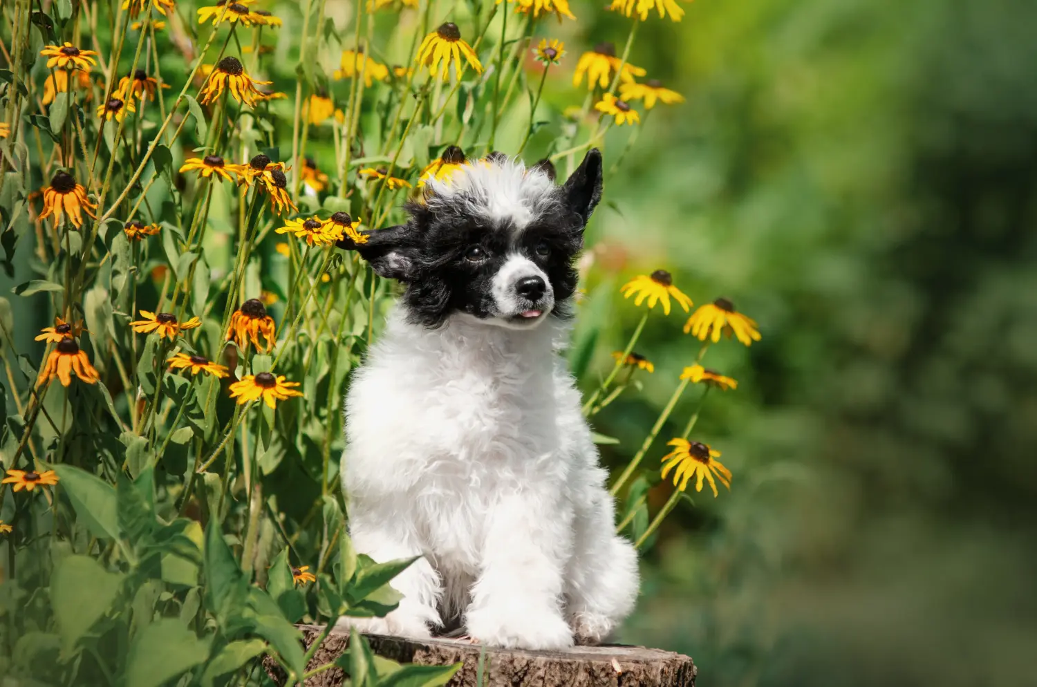 Buying a Chinese Crested Dog puppy means taking responsibility! Buy Chinese Crested Dog puppies.