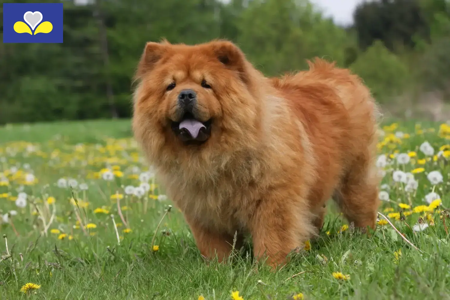 Chow-Chow puppies and breeders Brussels-Capital Region Find Chow-Chow breeders in Brussels-Capital Region.