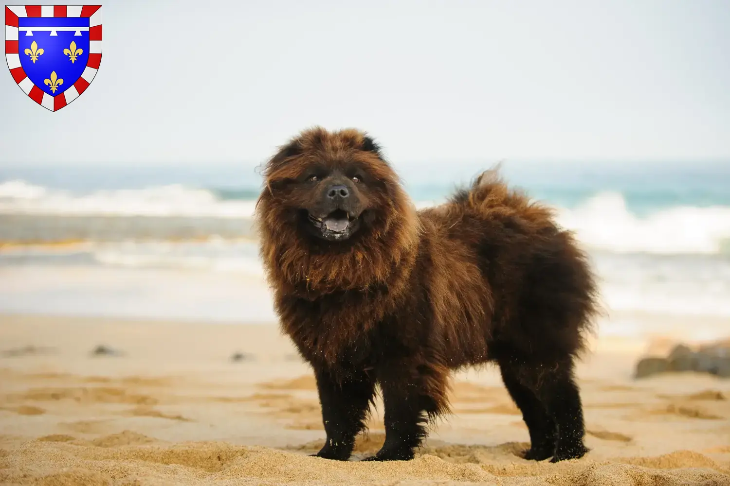 Chow-Chow puppies and breeders Centre-Val de Loire Find Chow-Chows breeders in Centre-Val de Loire.