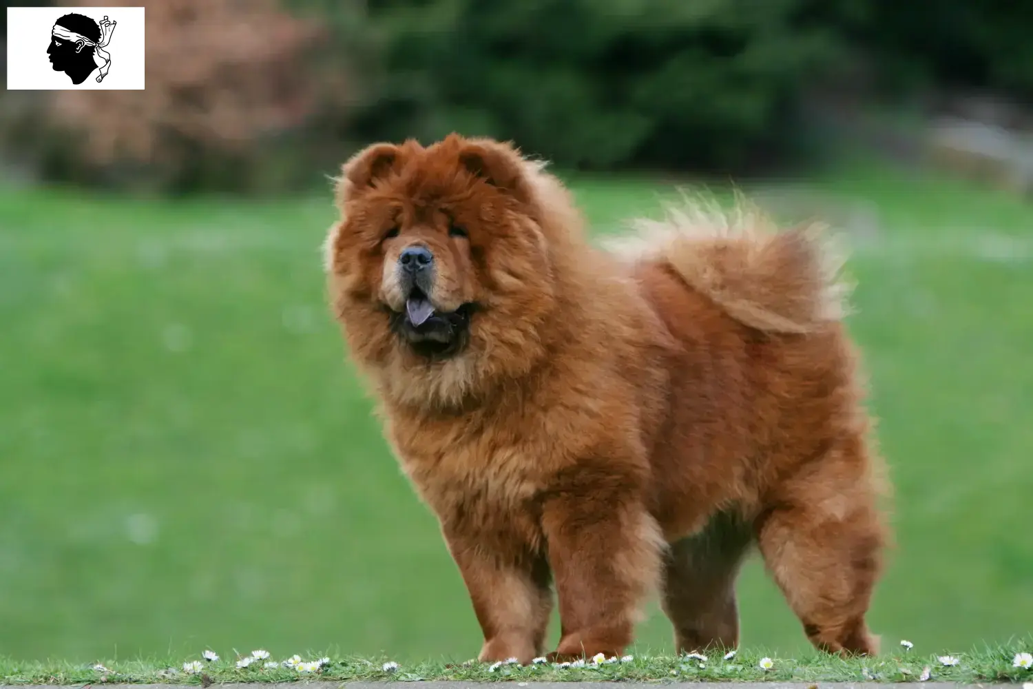 Chow-Chow puppies and breeders Corsica Here you can find Chow-Chows breeders in Corsica.