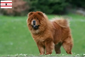 Read more about the article Chow-Chow breeders and puppies in Drenthe