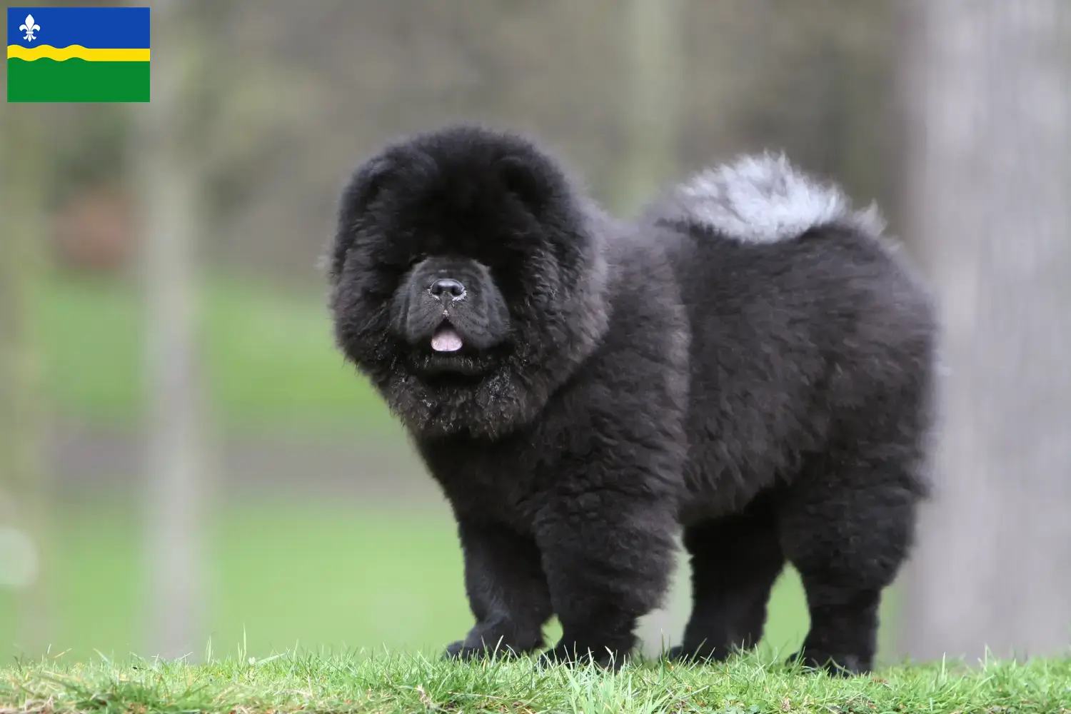 Chow-Chow puppies and breeders Flevoland Here you can find Chow-Chows breeders in Flevoland.