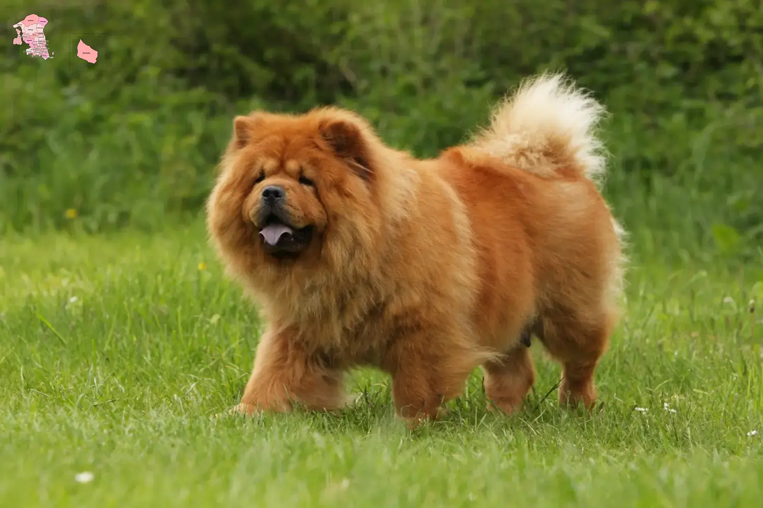 Chow-Chow puppies and breeder Hovedstaden Find Chow-Chows breeders in Hovedstaden here.