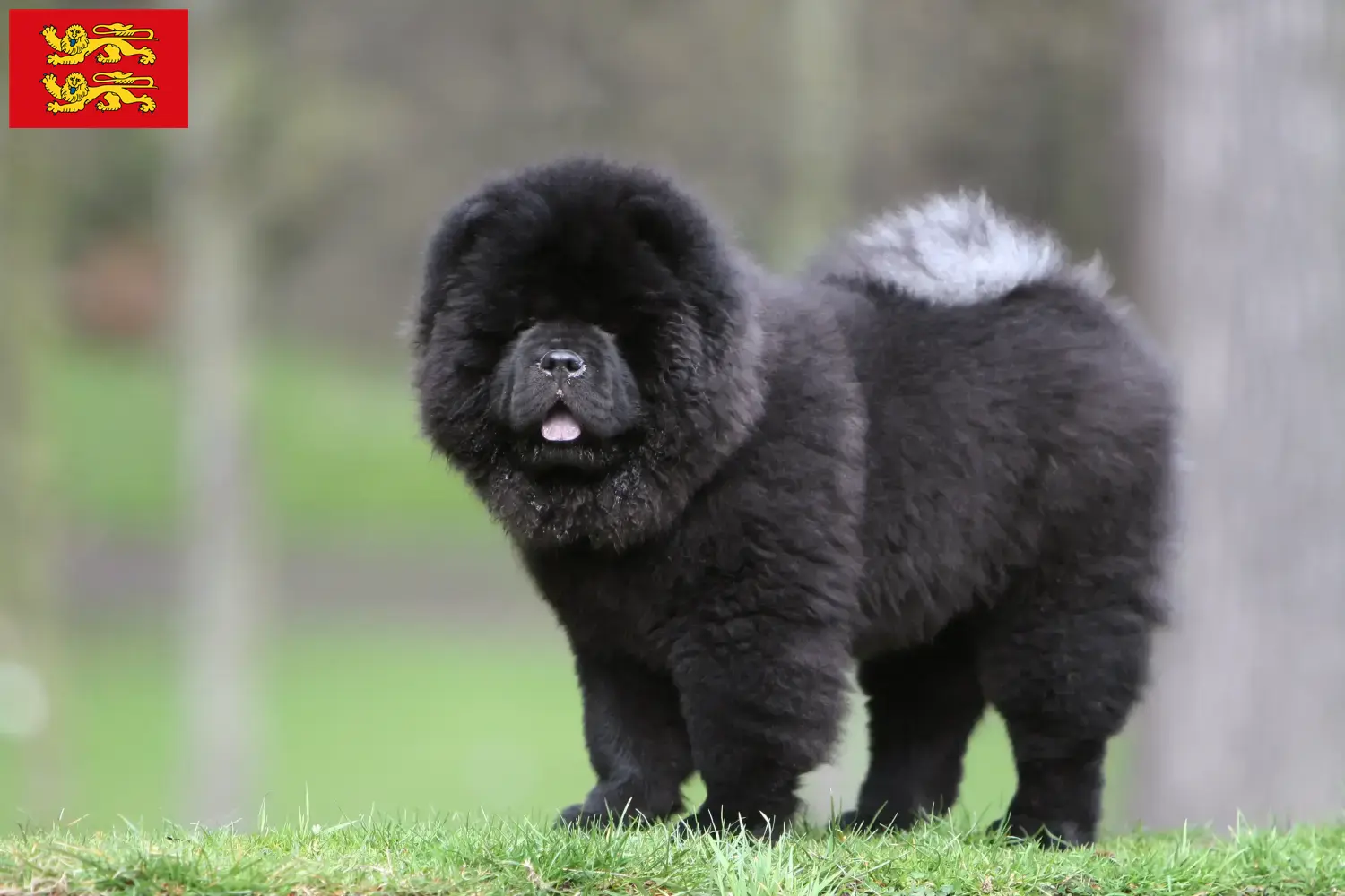 Read more about the article Chow-Chow breeders and puppies in Normandy