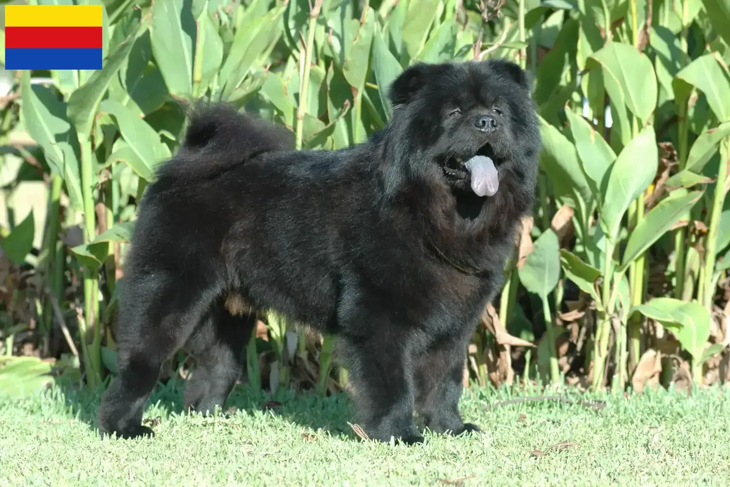 Chow-Chow puppies and breeders North Holland Here you can find Chow-Chows breeders in North Holland.