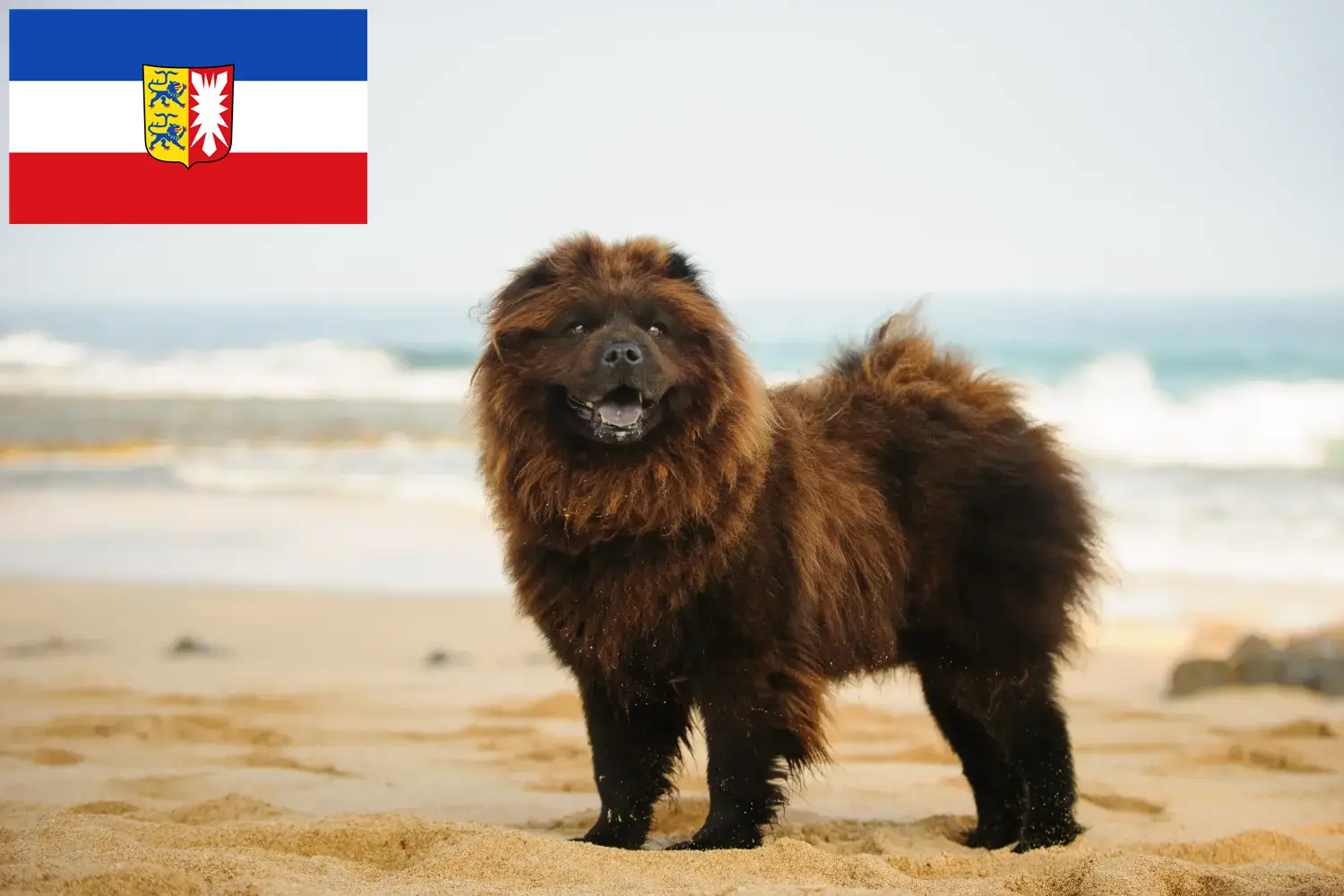 Chow-Chow puppies and breeders Schleswig-Holstein Here you can find Chow-Chows breeders in Schleswig-Holstein.