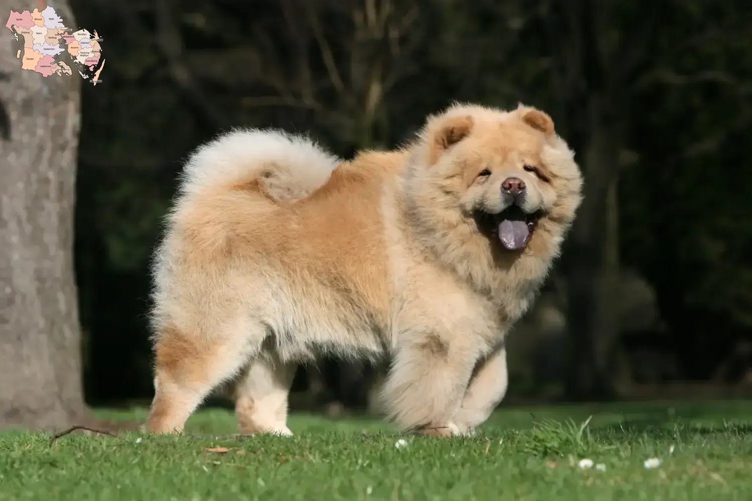 Chow-Chow puppies and breeders Syddanmark Find Chow-Chows breeders in Syddanmark.
