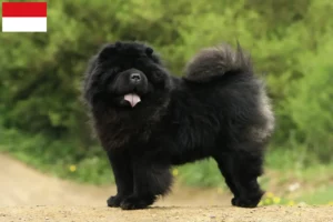 Read more about the article Chow-Chow breeders and puppies in Vienna