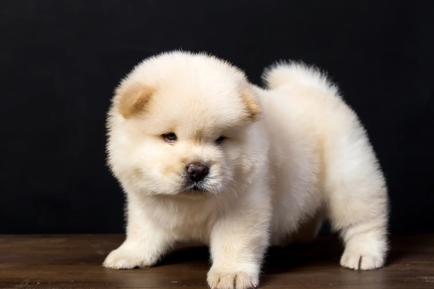 Buying a Chow Chow puppy means taking responsibility! Buy Chow Chow puppies.