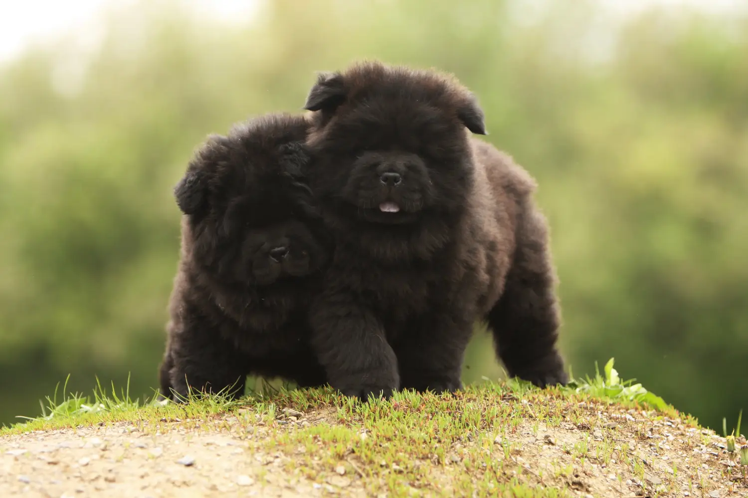 Buying a Chow Chow puppy means taking responsibility! Buy Chow Chow puppies.