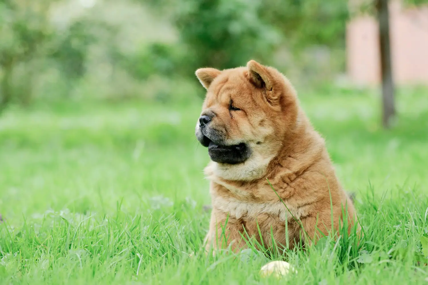 Buying a Chow Chow puppy means taking responsibility! Buy Chow Chow puppies.