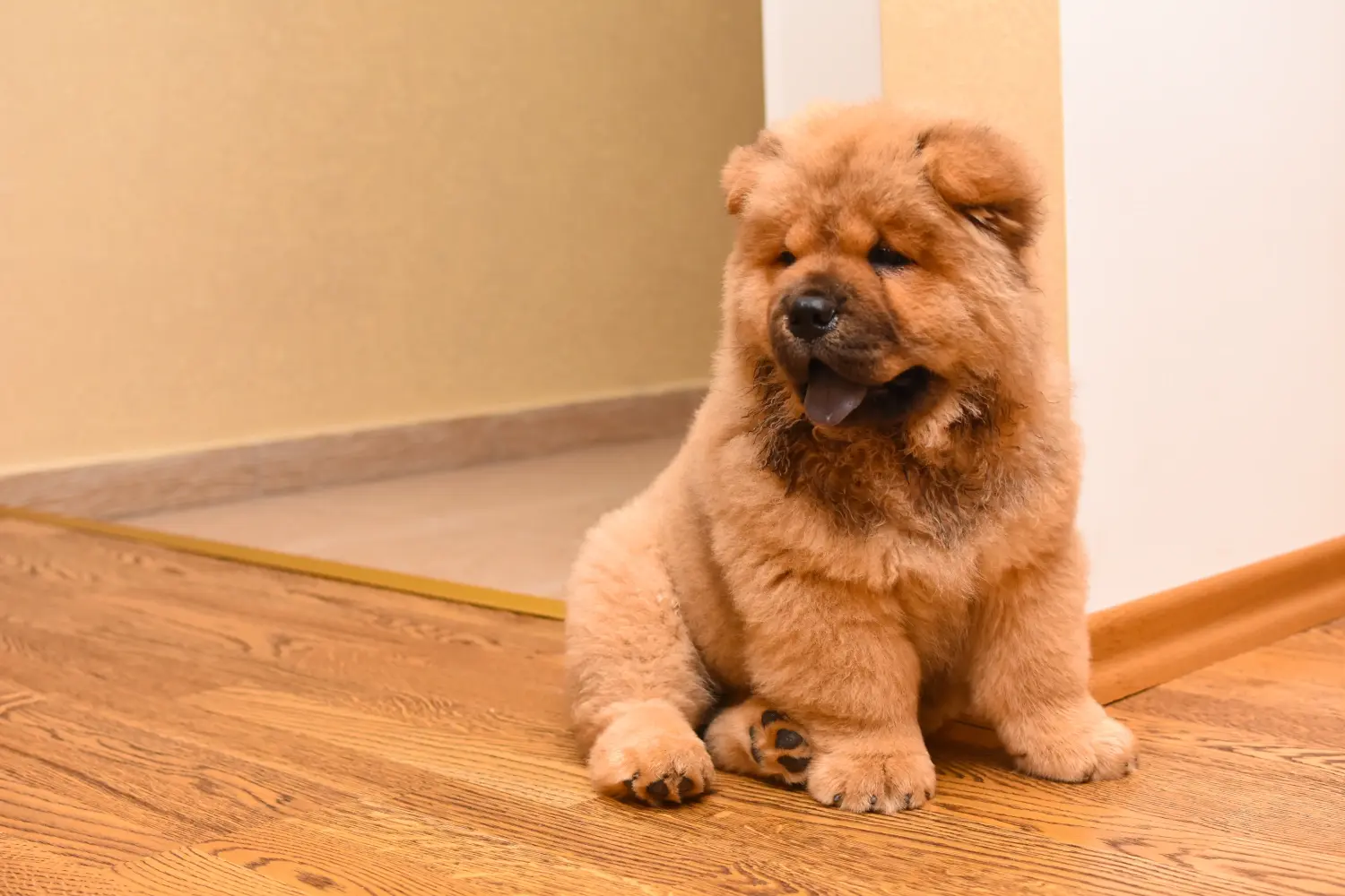Buying a Chow Chow puppy means taking responsibility! Buy Chow Chow puppies.
