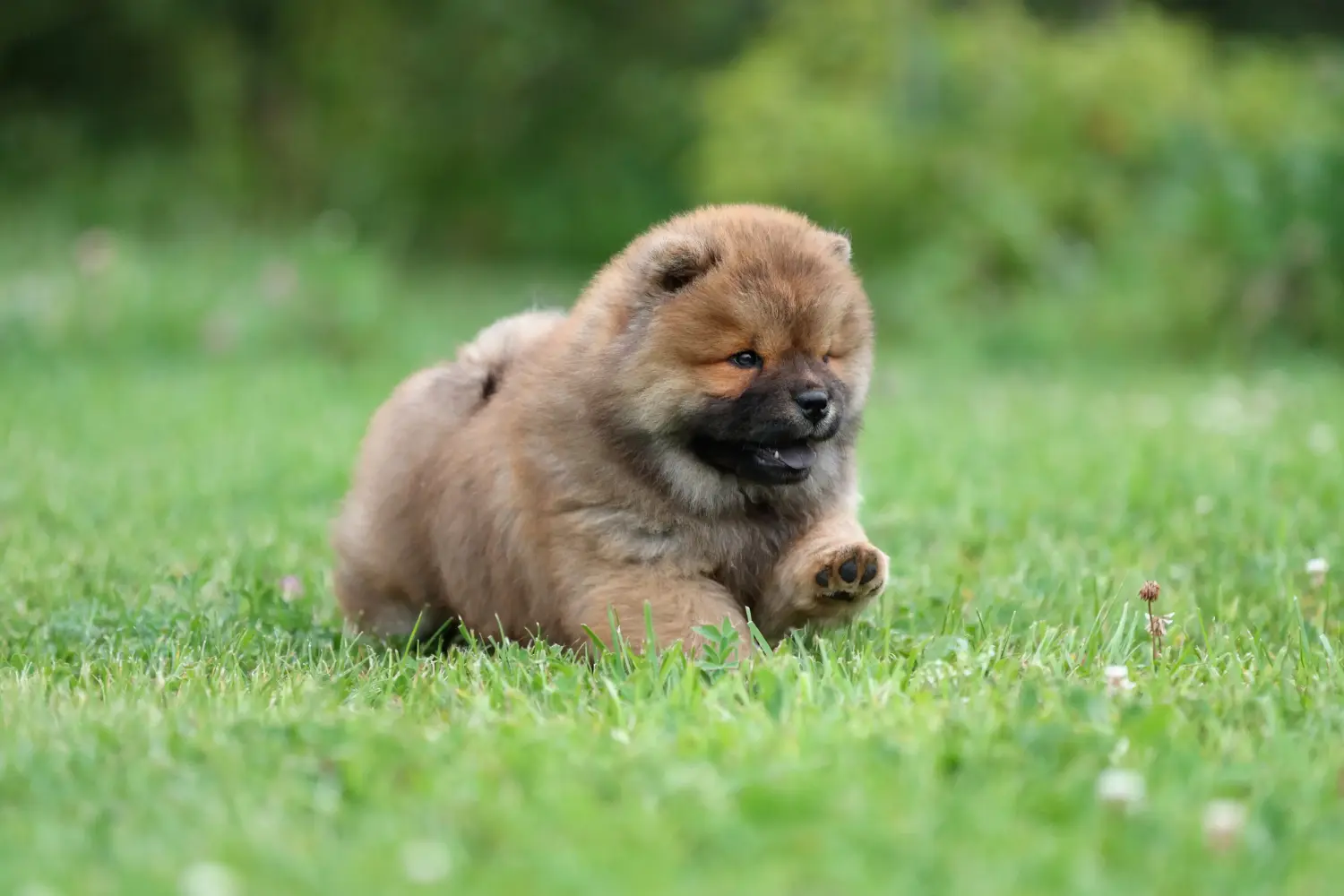 Buying a Chow Chow puppy means taking responsibility! Buy Chow Chow puppies.