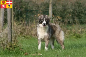 Read more about the article Ciobănesc Românesc Carpatin breeders and puppies in Auvergne-Rhône-Alpes