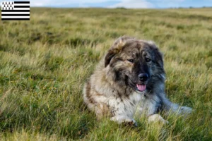 Read more about the article Ciobănesc Românesc Carpatin breeders and puppies in Brittany