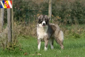 Read more about the article Ciobănesc Românesc Carpatin breeders and puppies in Grand Est