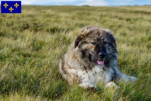 Read more about the article Ciobănesc Românesc Carpatin breeders and puppies in Île-de-France