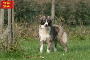 Read more about the article Ciobănesc Românesc Carpatin breeders and puppies in Normandy