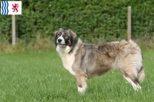 Read more about the article Ciobănesc Românesc Carpatin breeders and puppies in Nouvelle-Aquitaine