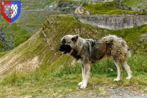 Read more about the article Ciobănesc Românesc Carpatin breeders and puppies in Pays de la Loire