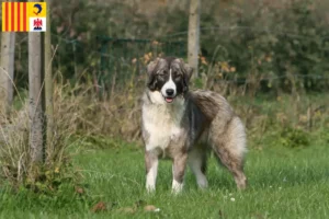 Read more about the article Ciobănesc Românesc Carpatin breeders and puppies in Provence-Alpes-Côte d’Azur
