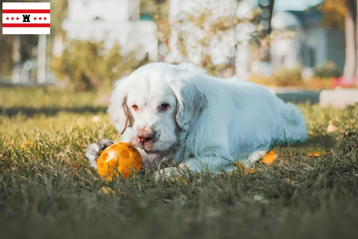 Clumber Spaniel puppies and breeders Drenthe Find Clumber Spaniels breeders in Drenthe.