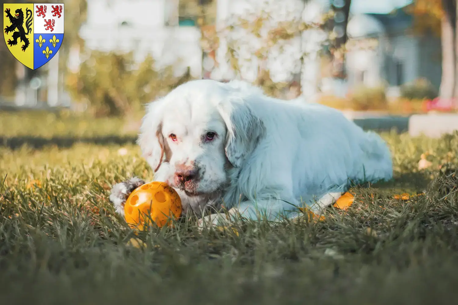 Clumber Spaniel puppies and breeders Hauts-de-France Find Clumber Spaniels breeders in Hauts-de-France.