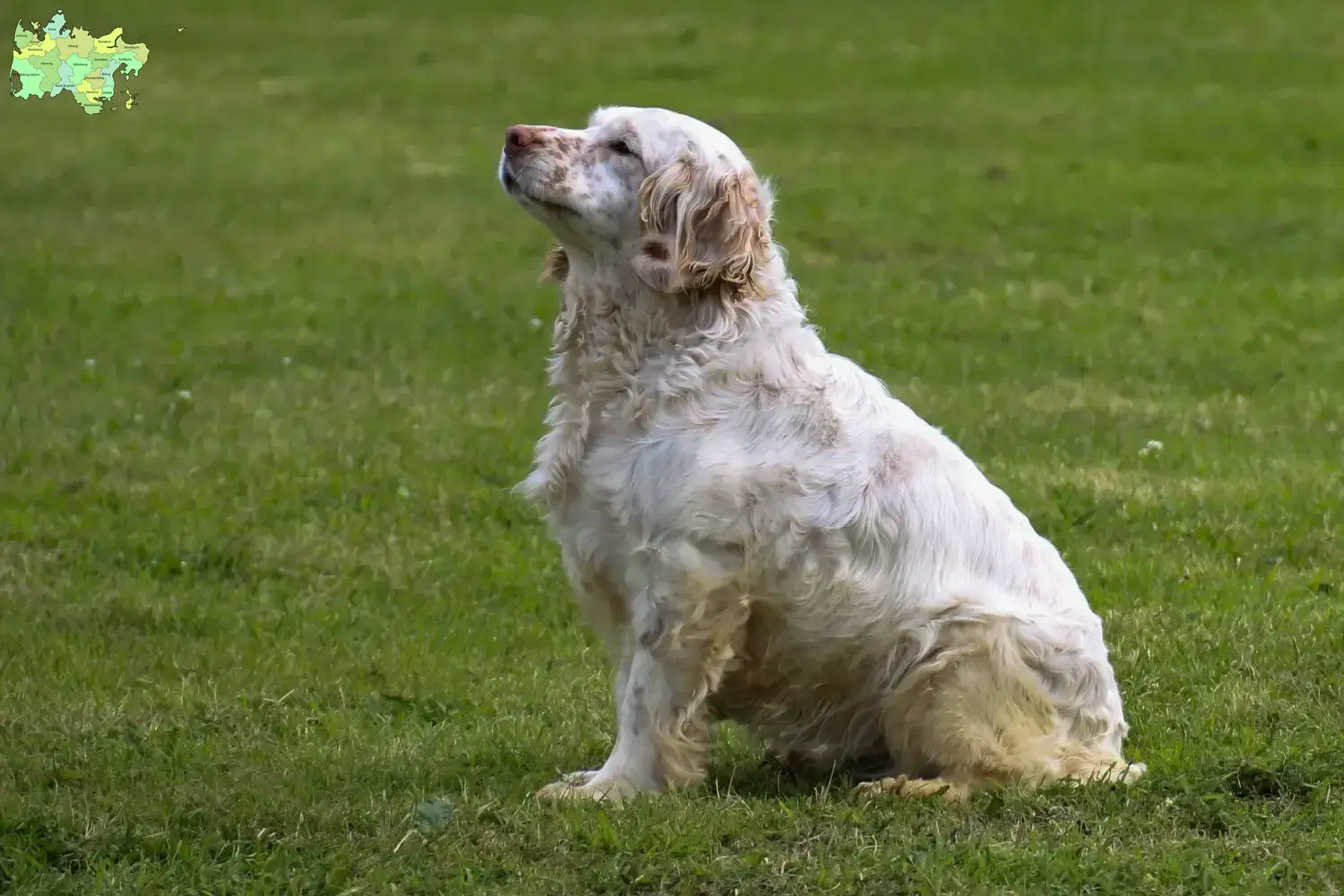 Clumber Spaniel puppies and breeder Midtjylland Find Clumber Spaniels breeders in Midtjylland.