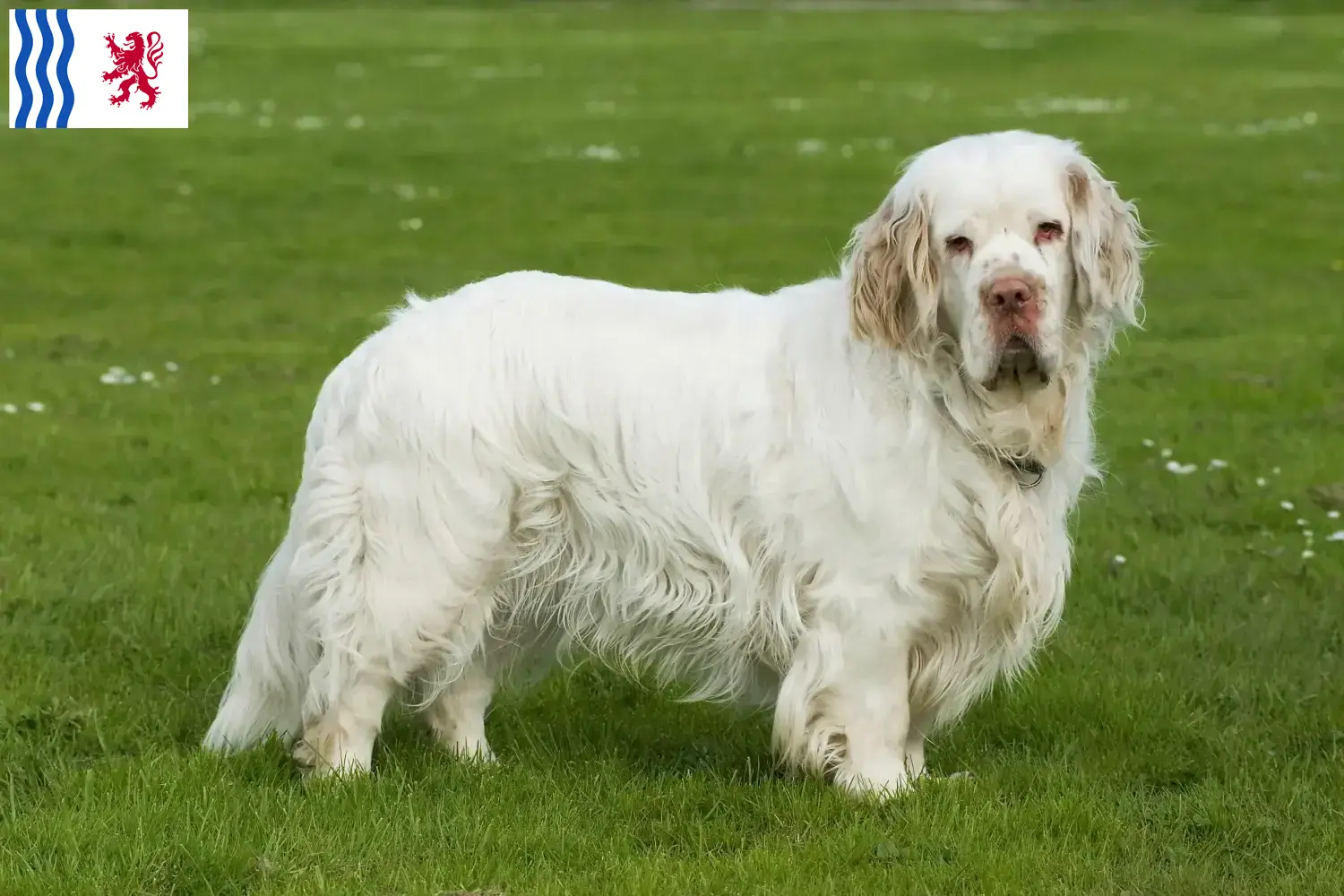 Clumber Spaniel puppies and breeder Nouvelle-Aquitaine Find Clumber Spaniels breeders in Nouvelle-Aquitaine.