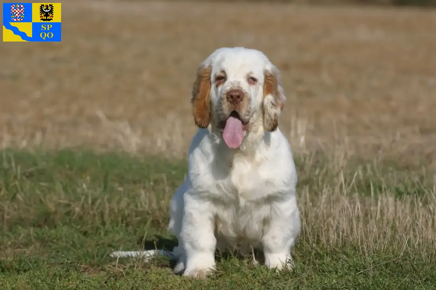 Clumber Spaniel puppies and breeders Olomouc Find Clumber Spaniels breeders in Olomouc here.