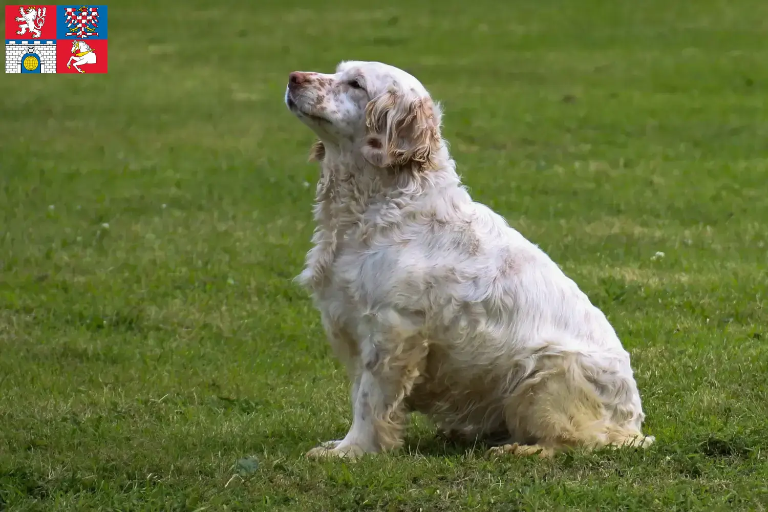 Clumber Spaniel puppies and breeders Pardubice Find Clumber Spaniels breeders in Pardubice.