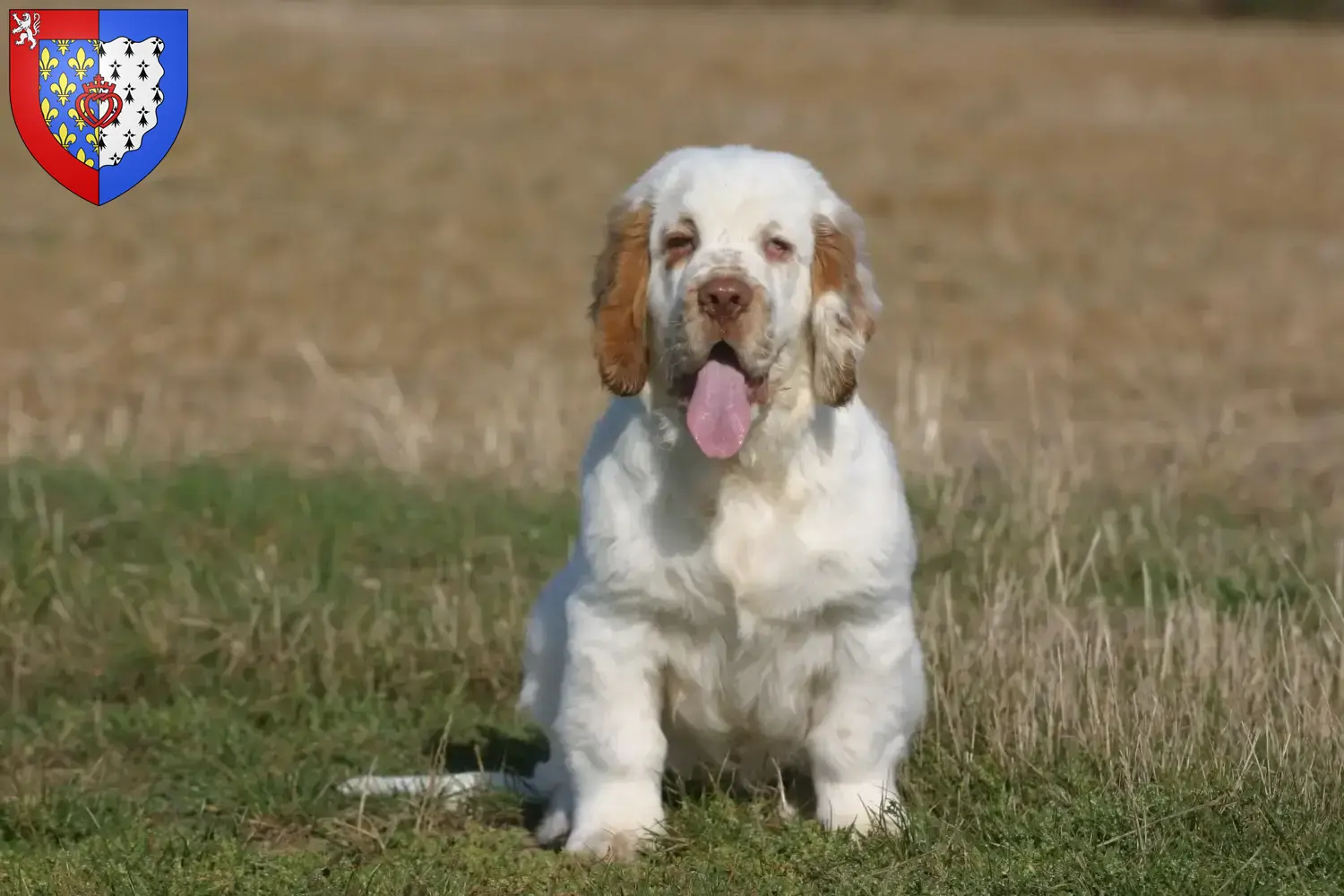 Clumber Spaniel puppies and breeders Pays de la Loire Find Clumber Spaniels breeders in Pays de la Loire.