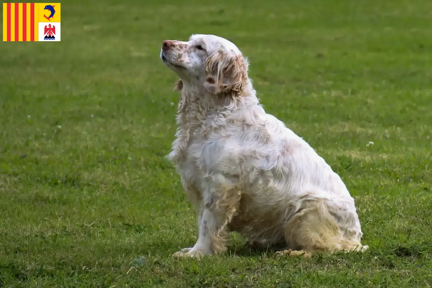Clumber Spaniel puppies and breeders Provence-Alpes-Côte d'Azur Find Clumber Spaniels breeders in Provence-Alpes-Côte d'Azur.