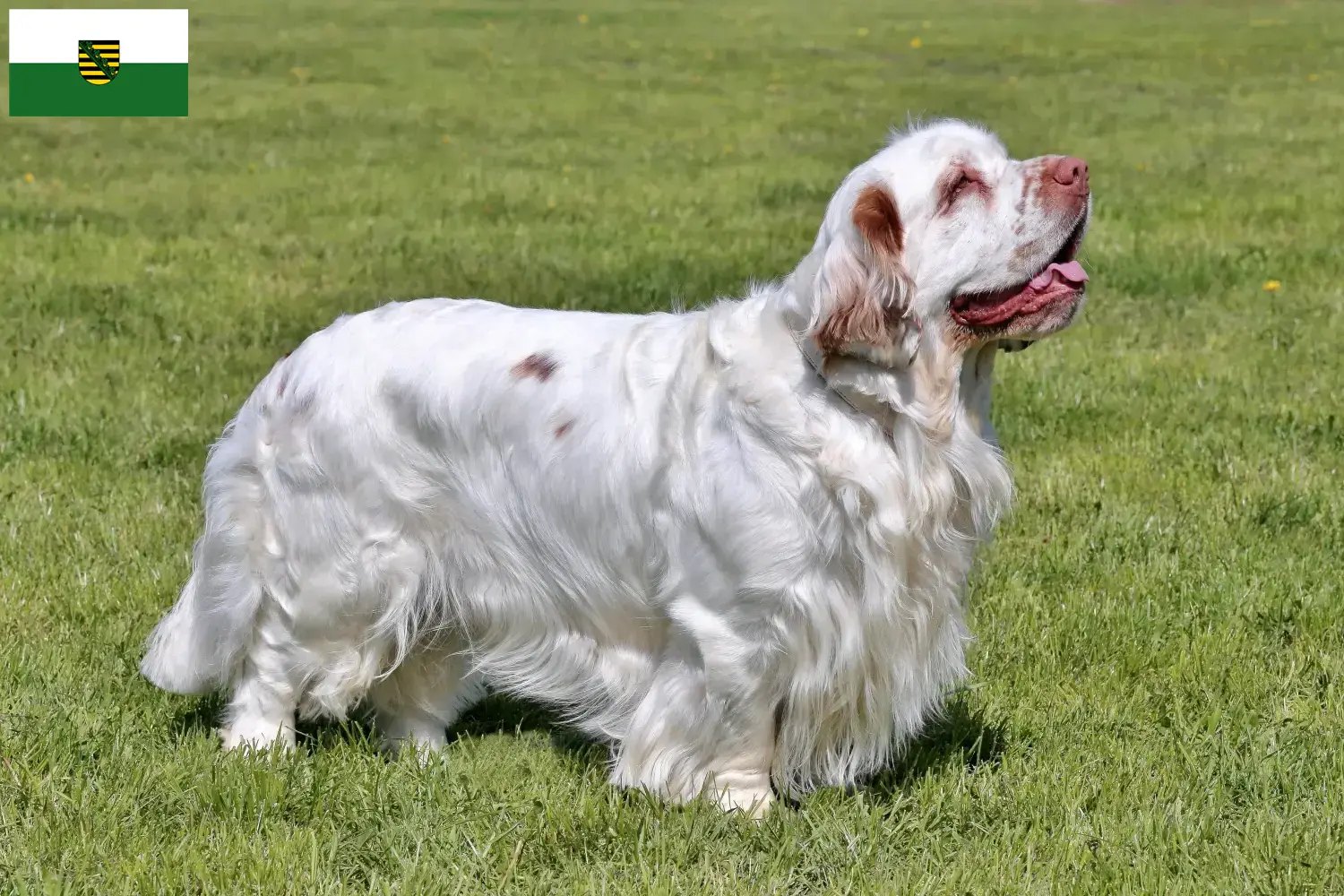 Clumber Spaniel puppies and breeders Saxony Here you can find Clumber Spaniels breeders in Saxony.