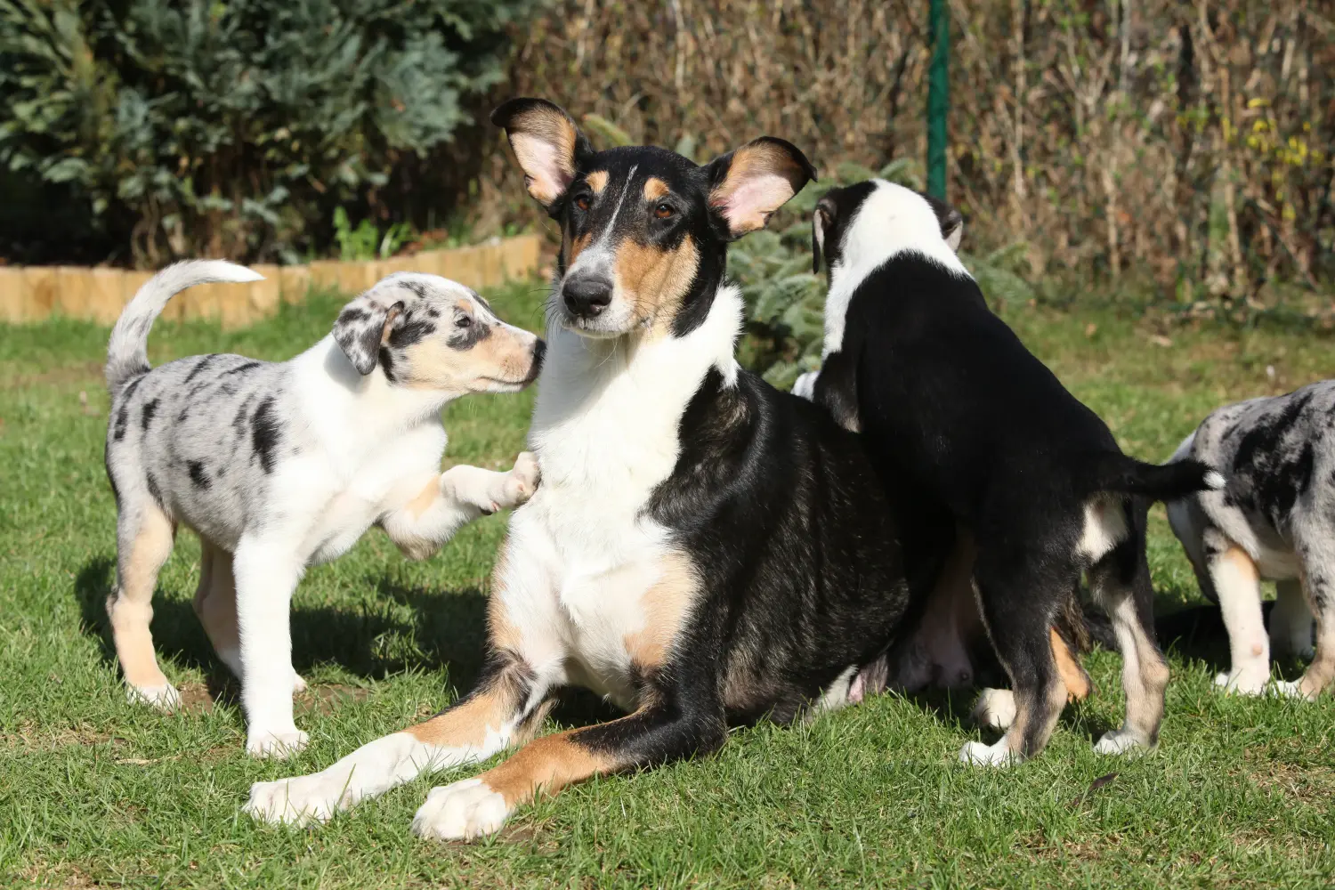 Buying a Collie puppy means taking responsibility! Buy Collie puppies.