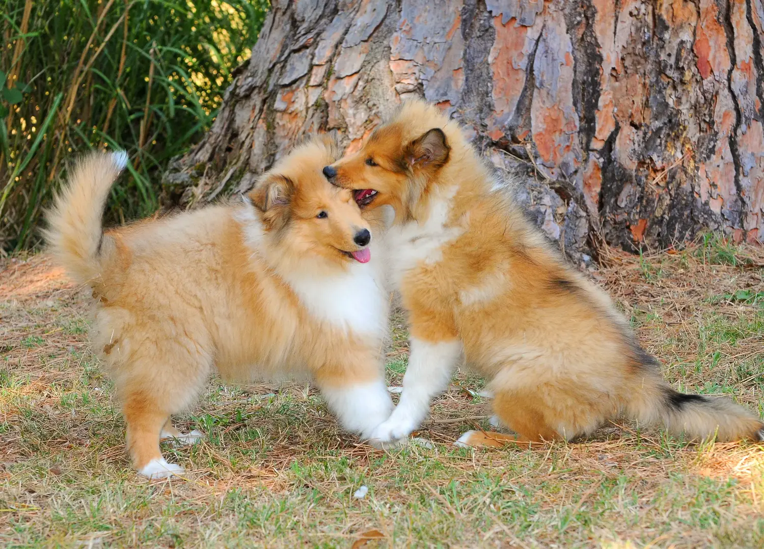 Buying a Collie puppy means taking responsibility! Buy Collie puppies.
