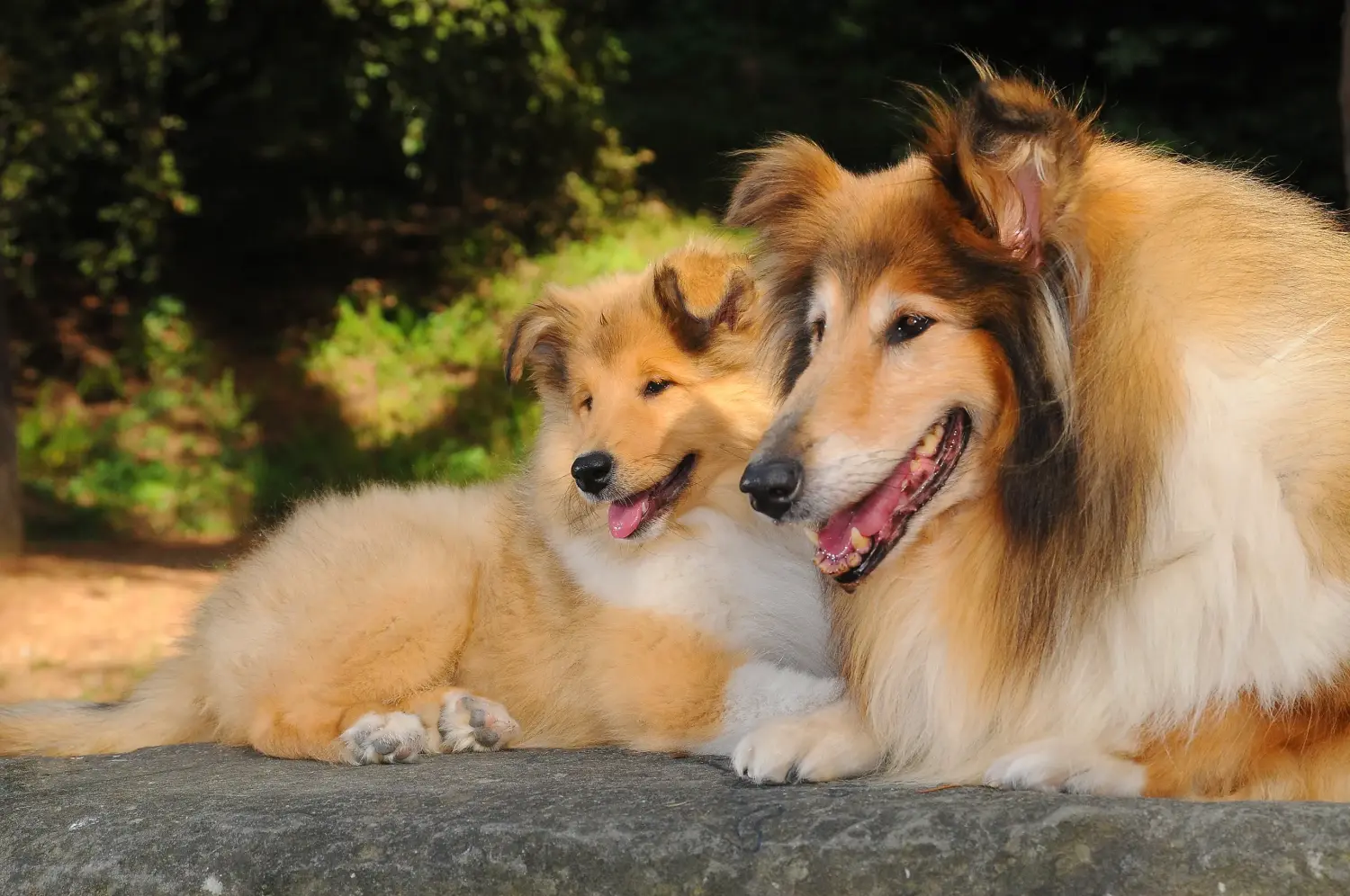 Buying a Collie puppy means taking responsibility! Buy Collie puppies.