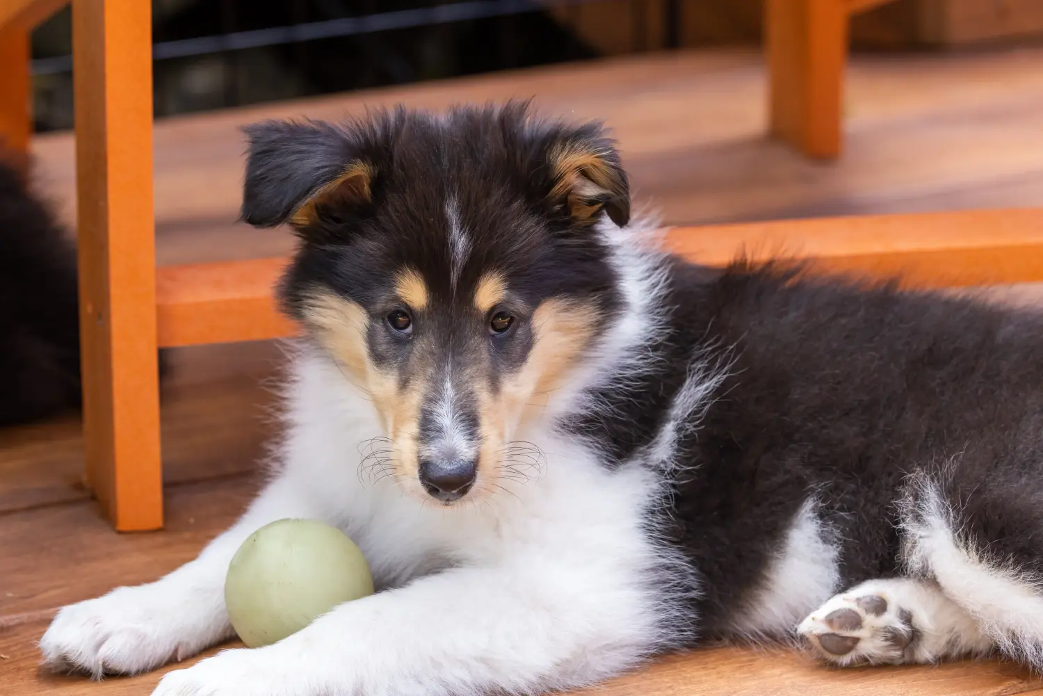 Buying a Collie puppy means taking responsibility! Buy Collie puppies.