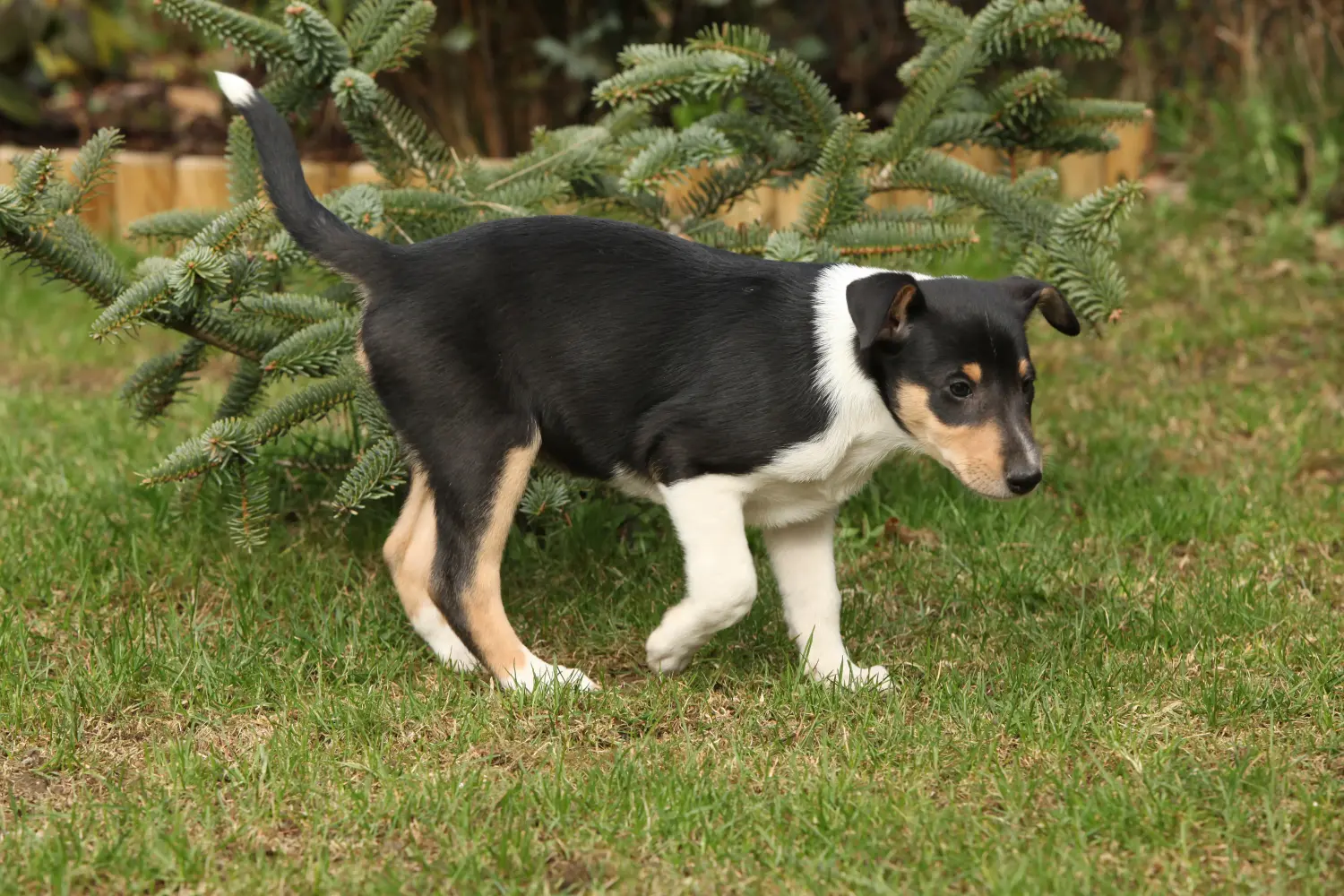 Buying a Collie puppy means taking responsibility! Buy Collie puppies.