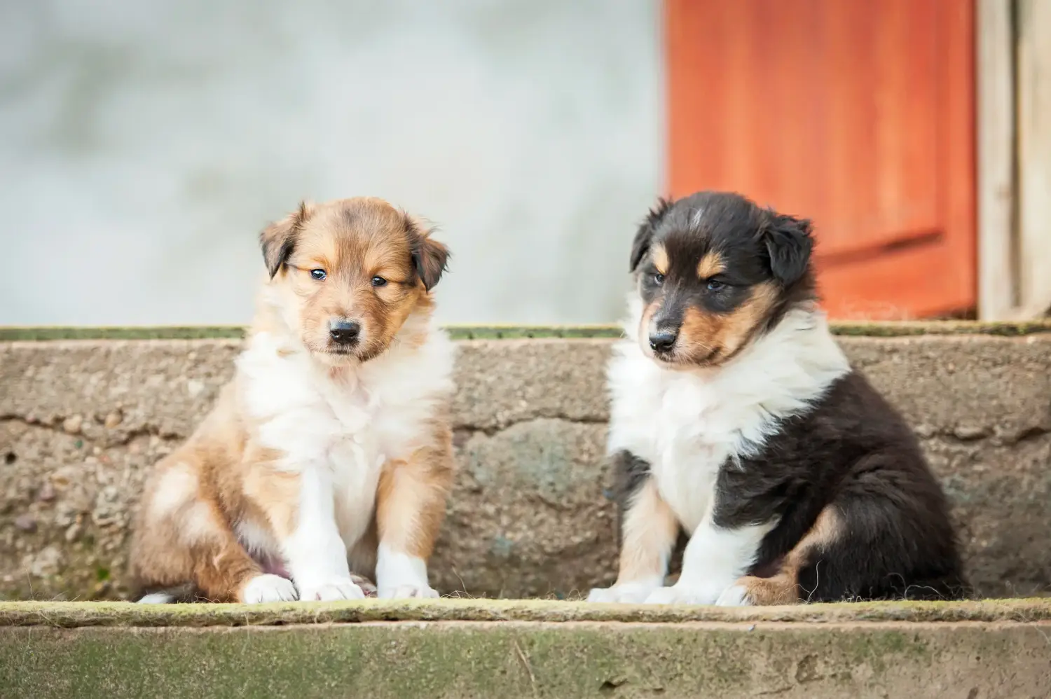Buying a Collie puppy means taking responsibility! Buy Collie puppies.