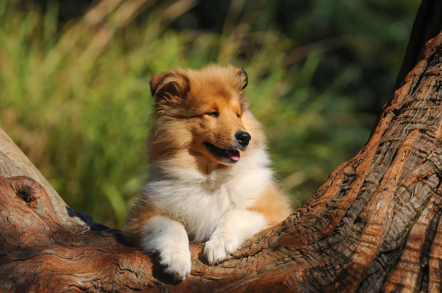 Buying a Collie puppy means taking responsibility! Buy Collie puppies.
