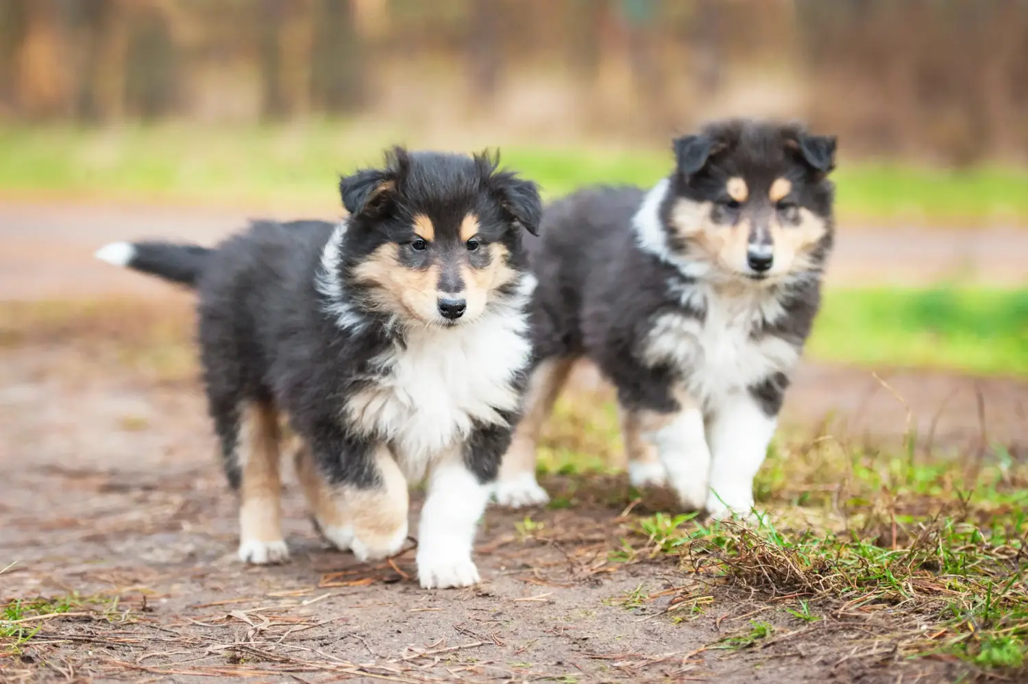 Buying a Collie puppy means taking responsibility! Buy Collie puppies.