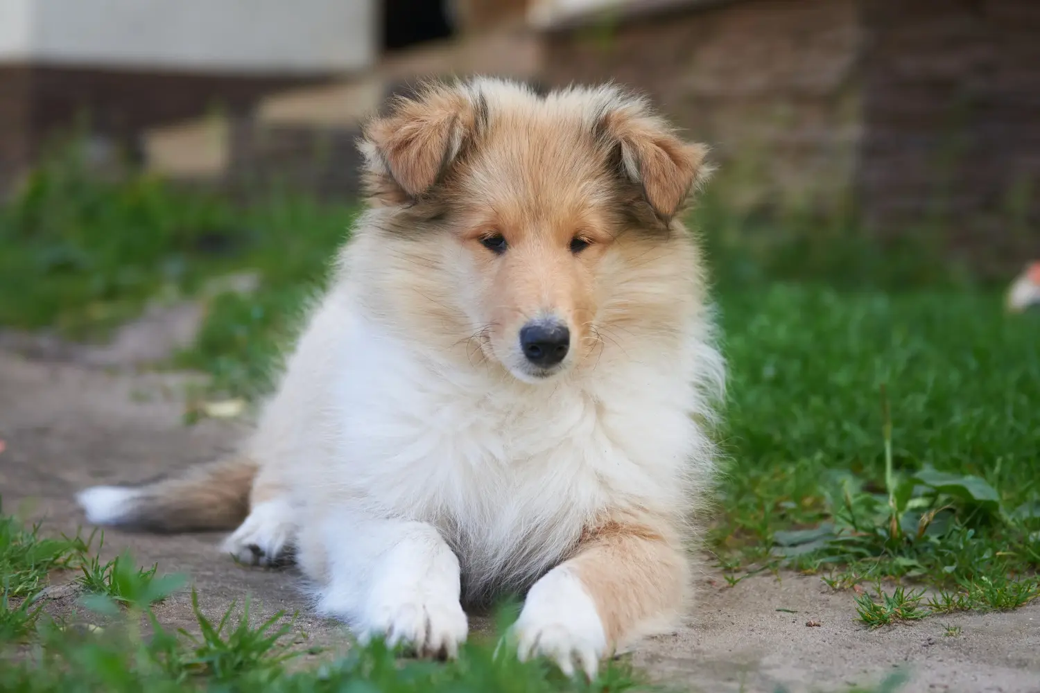 Buying a Collie puppy means taking responsibility! Buy Collie puppies.
